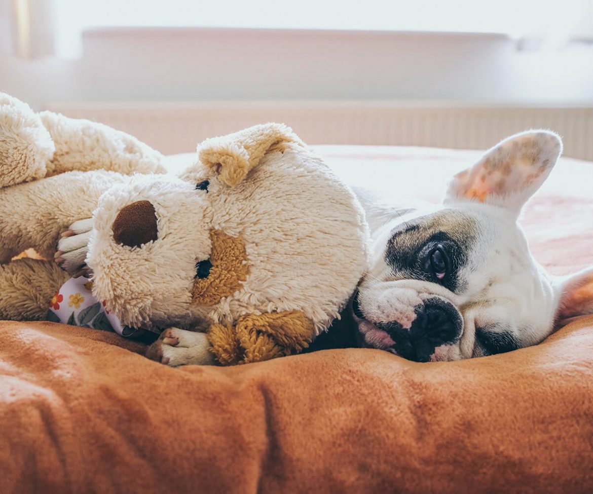 Os pets mais indicados para quem mora em apartamento